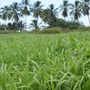 Sur les plantes invasives pr sentes en Martinique Partie 2