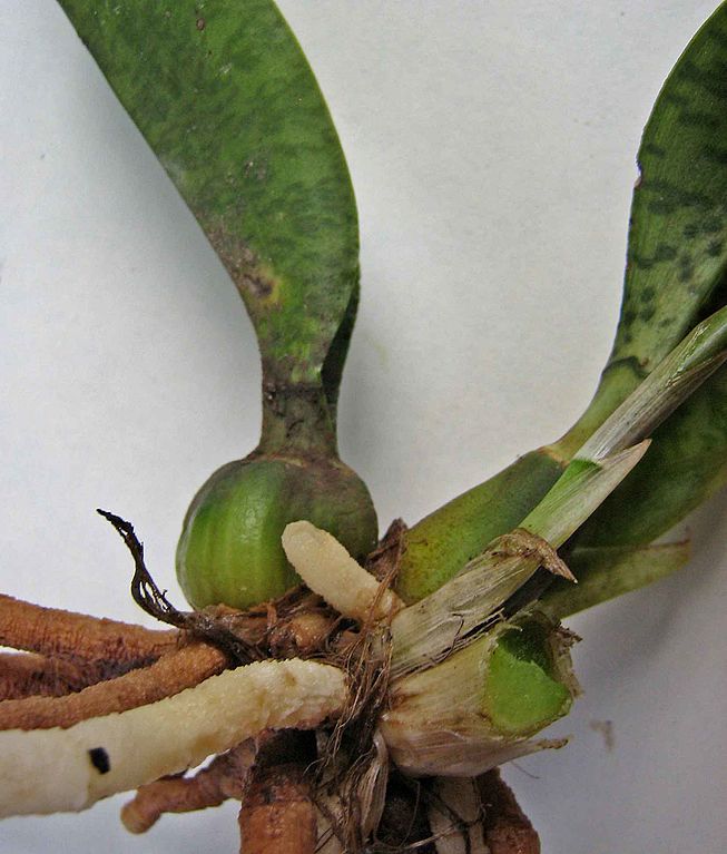 https://commons.wikimedia.org/wiki/Category:Oeceoclades_maculata