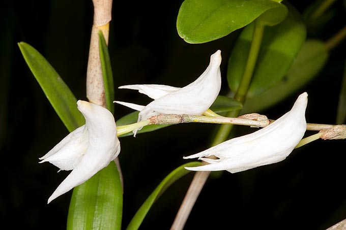 https://www.monaconatureencyclopedia.com/dendrobium-crumenatum/?lang=fr