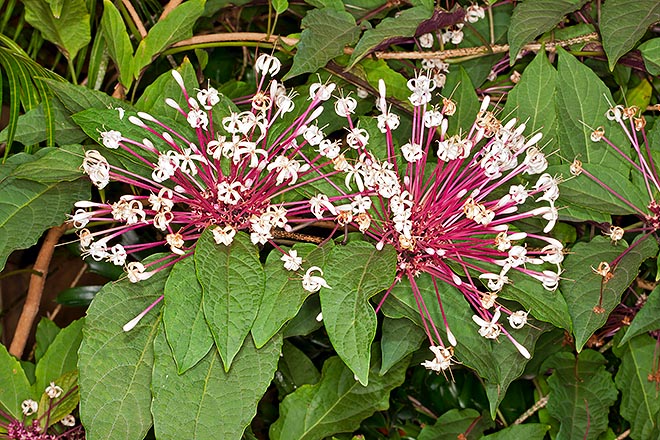 https://www.monaconatureencyclopedia.com/clerodendrum-quadriloculare/?lang=fr