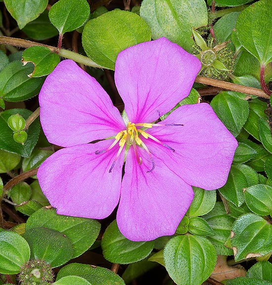 https://www.monaconatureencyclopedia.com/heterotis-rotundifolia/?lang=fr