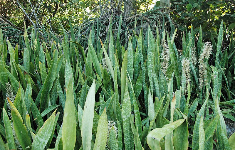 https://commons.wikimedia.org/wiki/Category:Sansevieria_hyacinthoides