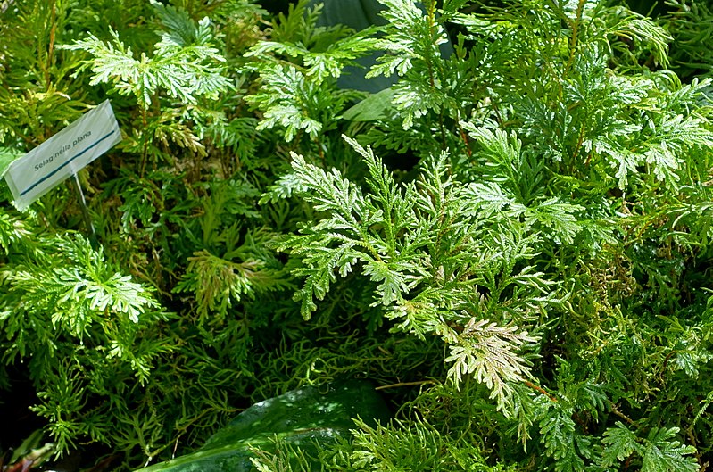 https://commons.wikimedia.org/wiki/Category:Selaginella_plana
