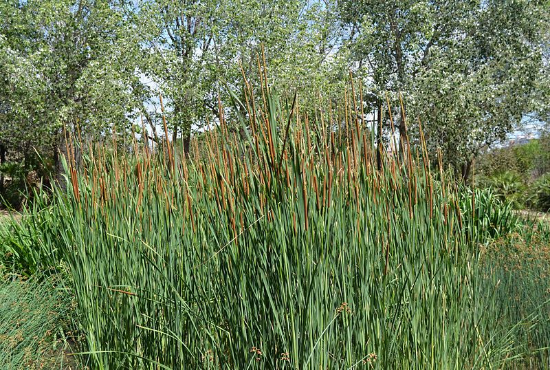 https://commons.wikimedia.org/wiki/Category:Typha_domingensis?uselang=fr