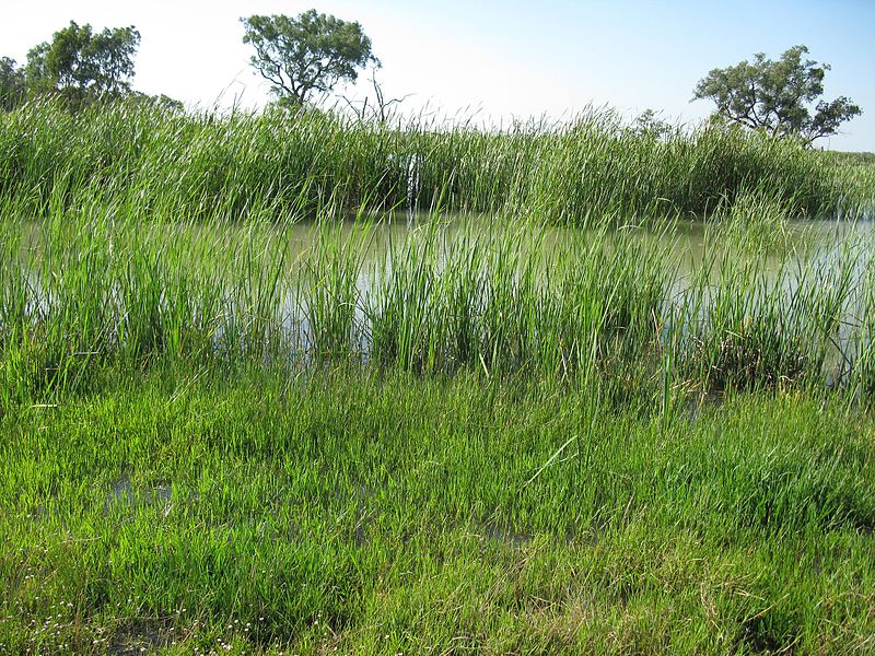https://commons.wikimedia.org/wiki/Category:Typha_domingensis?uselang=fr