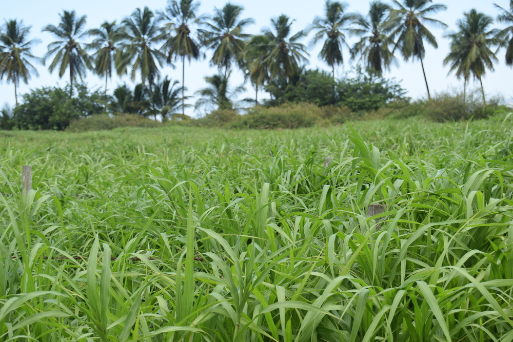 Sur les plantes invasives présentes en Martinique (Partie 2)